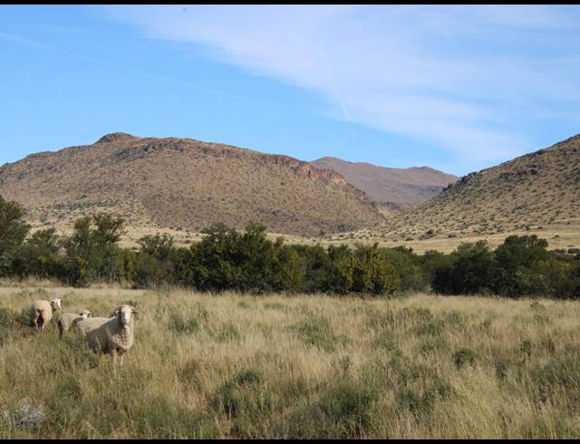 1,848HA FARM FOR SALE IN MIDDELBURG RURAL